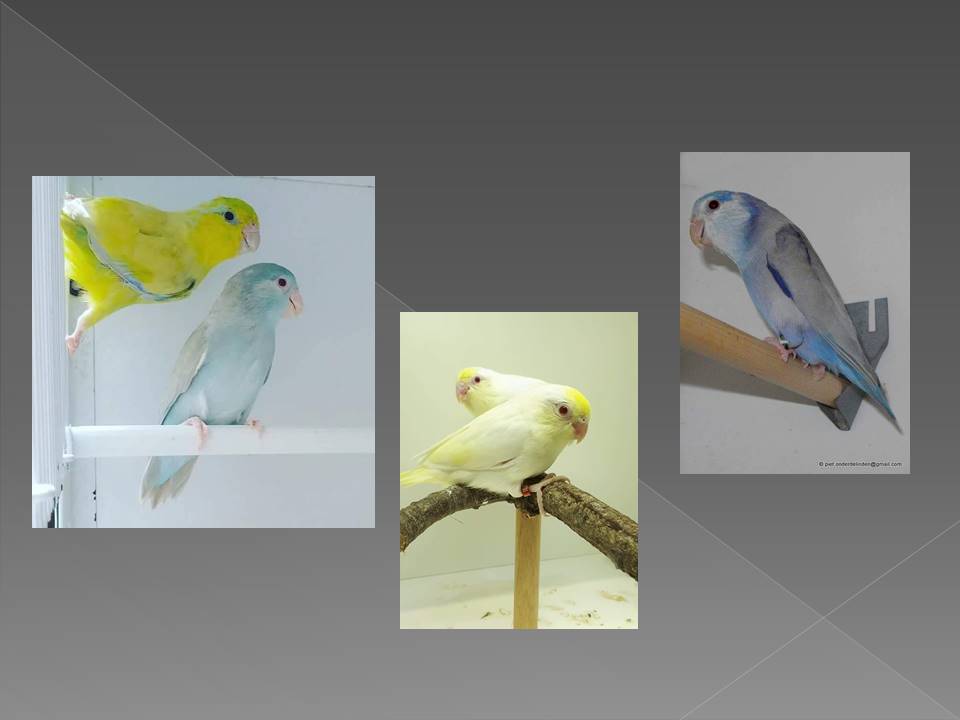 Smallest Parrot in Aviculture Slide